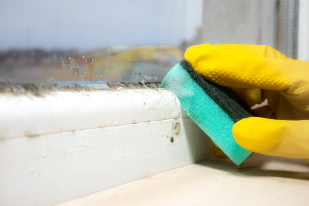 Best Mold Damage Repair  in Golden Valley, MN