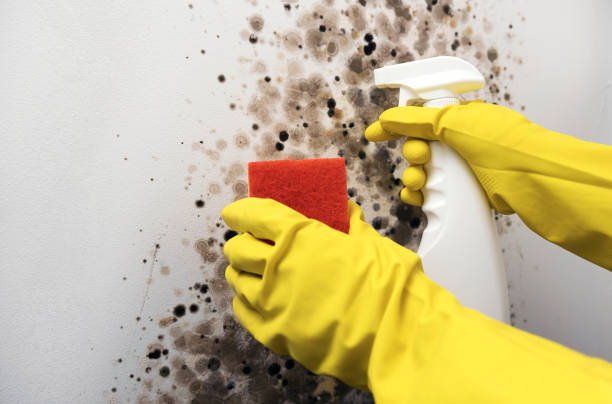 Best Toxic Mold Removal  in Golden Valley, MN
