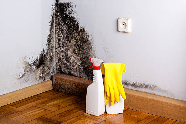 Best Mold Removal Company Near Me  in Golden Valley, MN