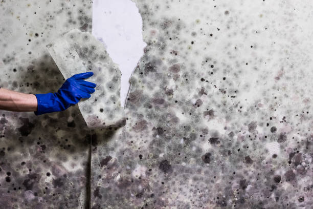 Best Office Mold Removal Services  in Golden Valley, MN