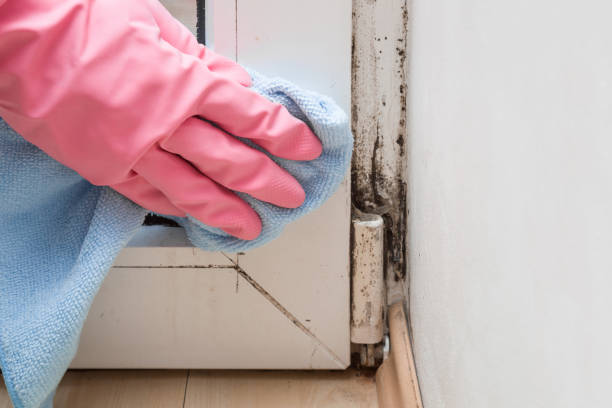 Mold Removal Process in Golden Valley, MN