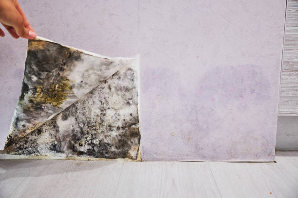 Best Home Mold Removal  in Golden Valley, MN